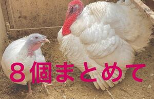 送料無料　白七面鳥　8個セット　食用卵　ホワイト　七面鳥　シチメンチョウ　有精卵　ワイルド　ホワイト　ターキー　有精卵