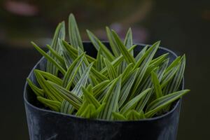 レデボウリア・クーペリ Ledebouria cooperi (Wide Leaf) 夏型球根 多肉植物 群生