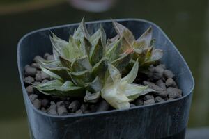 ハオルチア 氷砂糖 Haworthia turgida f. variegata 多肉植物 B