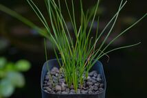 希少 ネリネ・マソニオルム Nerine masoniorum 南アフリカ原産 原種 淡い赤紫花 夏型球根 多肉植物 山野草_画像2