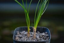 希少 ネリネ・フィリフォリア Nerine filifolia 南アフリカ原産 原種 夏型球根 多肉植物 山野草_画像2