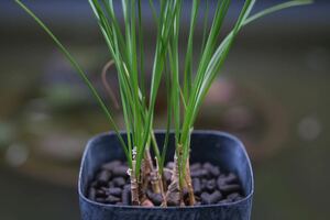 希少 ネリネ・マソニオルム Nerine masoniorum 南アフリカ原産 原種 淡い赤紫花 夏型球根 多肉植物 山野草 B