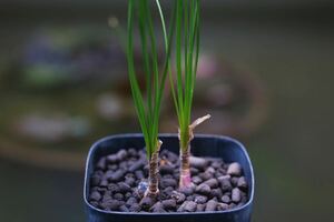 希少 ネリネ・フィリフォリア Nerine filifolia 南アフリカ原産 原種 夏型球根 多肉植物 山野草 2球