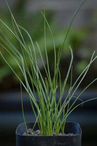 希少 ネリネ・マソニオルム Nerine masoniorum 南アフリカ原産 原種 淡い赤紫花 夏型球根 多肉植物 山野草