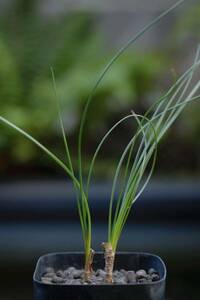 希少 ネリネ・フィリフォリア Nerine filifolia 南アフリカ原産 原種 夏型球根 多肉植物 山野草