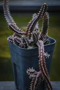 フェルニア・ゼブリナ錦 Huernia zebrina f. variegata 多肉植物 群生