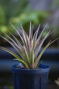 エクメア・レクルヴァータ キウイ・ベイカー Aechmea recurvata 'Kiwi Baker' Bill Baker