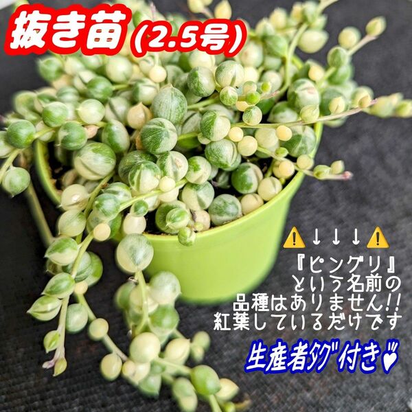 斑入りグリーンネックレス【抜き苗】2.5号モリモリ♪多肉植物セネシオ紅葉プラ鉢プレステラ