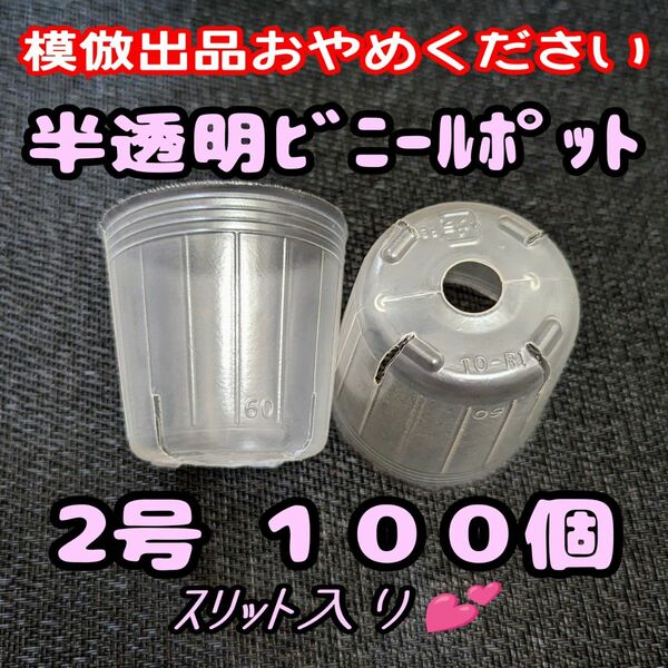 2号6cm スリット入り半透明ビニールポット 100個 プラ鉢 ポリポット 多肉植物プレステラ