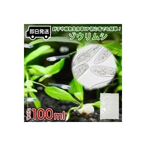 【送料無料】 即日発送 ゾウリムシ 100ml メダカの餌 針子 稚魚 餌 生き餌 エサ ぞうりむし ミジンコ みじんこ クロレラ めだかの画像1