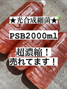 PSB 売れてます！！超濃縮PSB2000ml 光合成細菌 ヒメダカ ミジンコ ゾウリムシ 金魚 餌 らんちゅう PSB ミナミヌマエビ ヤマトヌマエビ