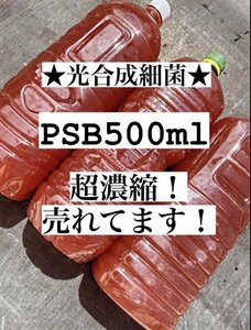 PSB 売れてます！！超濃縮PSB 500ml 光合成細菌 ヒメダカ ミジンコ ゾウリムシ 金魚 餌 らんちゅう PSB ミナミヌマエビ ヤマトヌマエビ