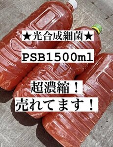 PSB 売れてます！！超濃縮PSB1500ml 光合成細菌 ヒメダカ ミジンコ ゾウリムシ 金魚 餌 らんちゅう PSB ミナミヌマエビ ヤマトヌマエビ