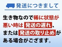 【送料無料】 即日発送 ゾウリムシ 300ml メダカの餌 針子 稚魚 餌 生き餌 エサ ぞうりむし ミジンコ みじんこ クロレラ めだか_画像9