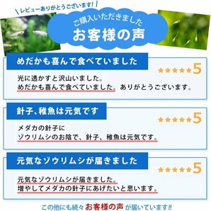 【送料無料】 即日発送 ゾウリムシ300ml＋ビール酵母10錠 培養セット 培養 メダカの餌 針子 稚魚 餌 生き餌 エサ ぞうりむし ミジンコの画像8