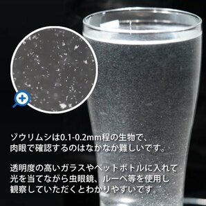 【送料無料】 即日発送 ゾウリムシ300ml＋ビール酵母10錠 培養セット 培養 メダカの餌 針子 稚魚 餌 生き餌 エサ ぞうりむし ミジンコの画像6