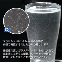 【送料無料】 即日発送 ゾウリムシ1500ml ＋ ビール酵母10錠 培養セット 培養 メダカの餌 針子 稚魚 餌 生き餌 エサ ぞうりむし ミジンコ_画像6