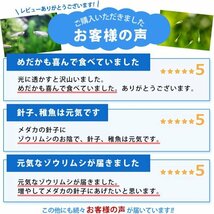 【送料無料】 即日発送 ゾウリムシ1500ml ＋ ビール酵母10錠 培養セット 培養 メダカの餌 針子 稚魚 餌 生き餌 エサ ぞうりむし ミジンコ_画像8