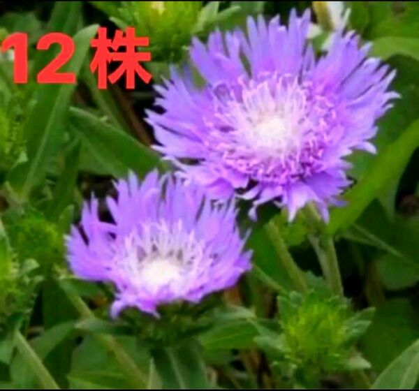 ストケシア　苗 12株　紫色　パープル　薄紫　紫花　多年草 耐寒性 花木　抜き苗　株分け苗　山野草