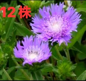 ストケシア　苗 12株　紫色　パープル　薄紫　紫花　多年草 耐寒性 花木　抜き苗　株分け苗　山野草