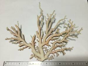CORAL　ピンク　珊瑚　原木　扇形　彫刻素材、置物等に　重量約224g