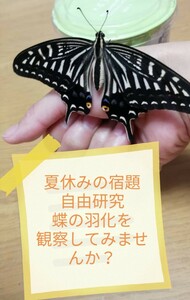 アゲハチョウの観察セット　卵、幼虫、蛹　合計30匹以上　夏休みの課題　自由研究　理科　蝶の観察　孵化→脱皮（数回）→蛹化→羽化