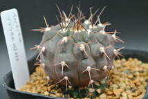 原種サボテン　ギムノカリキウム・グラウカム　MS0893　/　Gymnocalycium glaucum MS0893_画像3