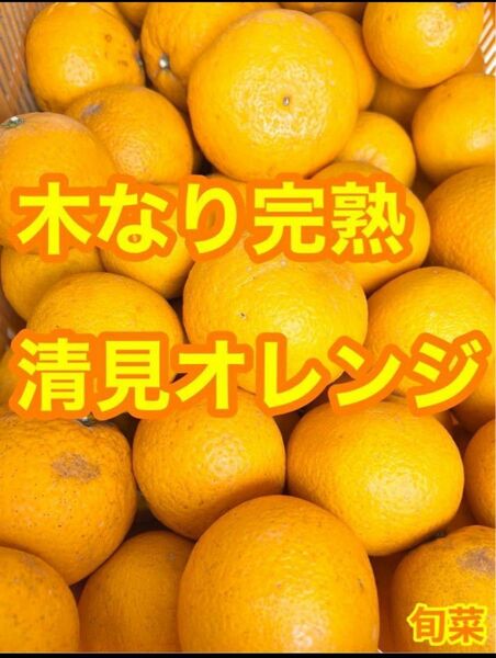 清見オレンジ 【低農薬】木なり完熟 ご家庭用(綺麗目)約5キロ 別格で甘い