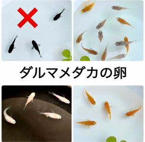 【ダルマメダカの卵＊ 30個＋α】紅帝　白 紅白　三色　ダルマ　MIX お値下げ不可　だるま　めだか　いろいろ