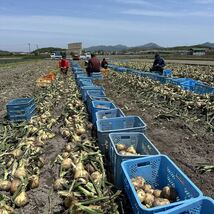 淡路　南あわじ市産 極早生品種の新玉ねぎ格外品です。10キロ6ケース　ひょうご安心ブランド認証(減農薬・減化学肥料）です！_画像1