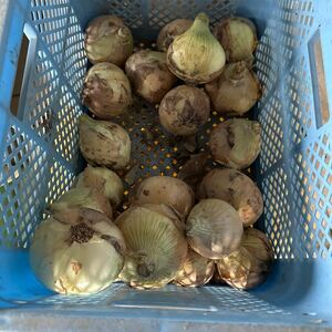 淡路島産 極早生品種の新玉ねぎ格外品です。10キロが6ケースの出品です。ひょうご安心ブランド認証(減農薬・減化学肥料）です！
