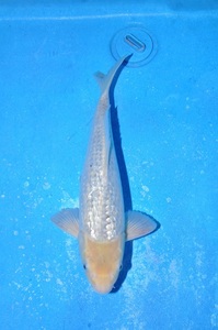 ** 2022 year production 2 -years old silver ... common carp 36 centimeter NO2 **