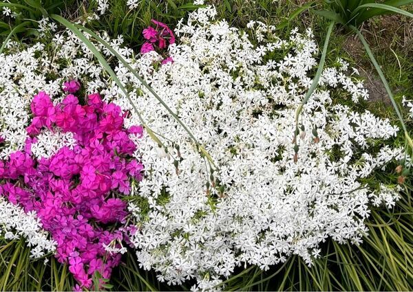 芝桜 白 抜き苗 20本