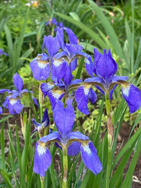 アヤメ 抜き苗 10芽