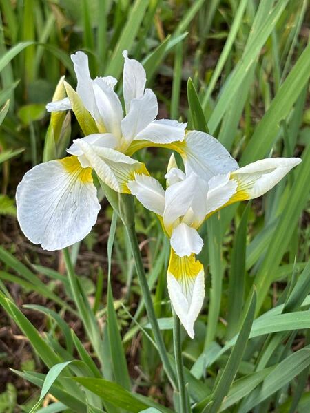 アヤメ 抜き苗 10芽 白