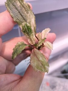 2芽　Bucephalandra sp. ピンクバリエガータ　ブセファランドラ ピンクバリエガータ斑入り