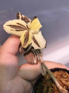 斑強!!Anoectochilus sp. 斑入りジュエルオーキッド 宝石蘭