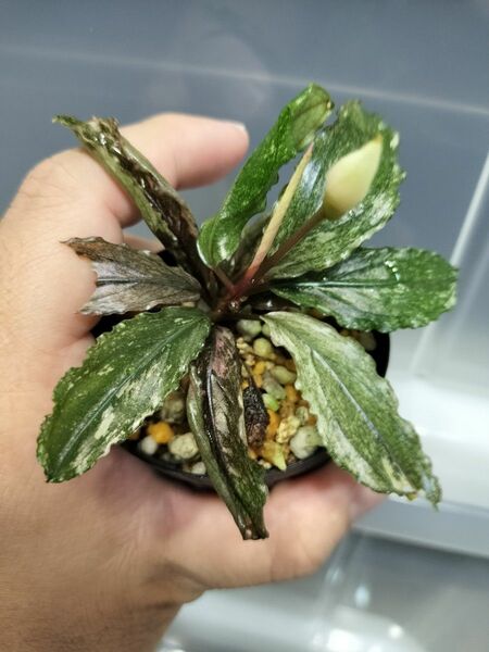 Bucephalandra sp. ピンクバリエガータ　ブセファランドラ ピンクバリエガータ斑入り