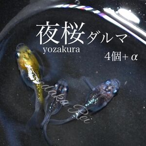 桜ピンクがかわいい 夜桜ダルマメダカの卵4個+α 死着保障あり