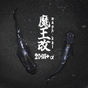 魅惑の濃紫 魔王改メダカの卵20個+α 死着保障あり