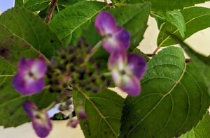 ヤマアジサイ　奥飛騨の虹　山紫陽花　花木　庭植え　鉢植え　シェードガーデン　山野草