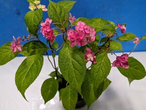  hydrangea serrata capital. Mai . mountain purple . flower . -ply .. garden .. potted plant garden tree Hanaki fields and mountains grass 