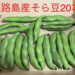 そら豆２０本(約1kg) 淡路島産 【検索用】実えんどう スナップえんどう 大豆 あずきの画像1