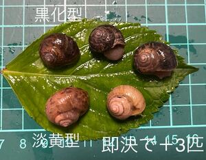 ウスカワマイマイ5匹(黒化型3匹と淡黄型2匹) カタツムリ　でんでん虫　ナメクジ　即決の方にウスカワマイマイ＋3匹