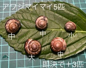 アワジマイマイ5匹(大1、中3、小1)即決で3匹追加　　【検索用】カタツムリ　でんでん虫　ナメクジ　昆虫