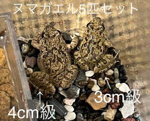 ヌマガエル5匹　即決でハラビロカマキリの卵付けます【検索用】カエル　オタマジャクシ　カタツムリ　ヘビ　昆虫