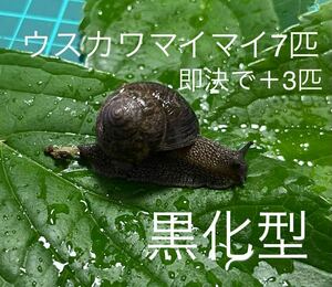 ウスカワマイマイ7匹(黒化型) カタツムリ　でんでん虫　ナメクジ　即決の方にウスカワマイマイ＋3匹