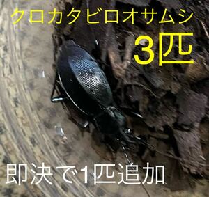 クロカタビロオサムシ3匹　即決で＋1匹＆ハラビロカマキリの卵1個　　【検索用】ムカデ　ゲジゲジ　ミミズ　フナムシ　昆虫