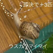 アワジマイマイ5匹(特大1、大2、中2) 即決でウスカワマイマイ3匹追加　【検索用】カタツムリ　でんでん虫　ナメクジ　昆虫_画像5