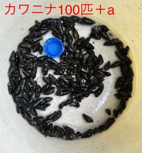 カワニナ100匹＋α 【検査用】アクアリウム　貝　亀　鯉　ホタル　餌　